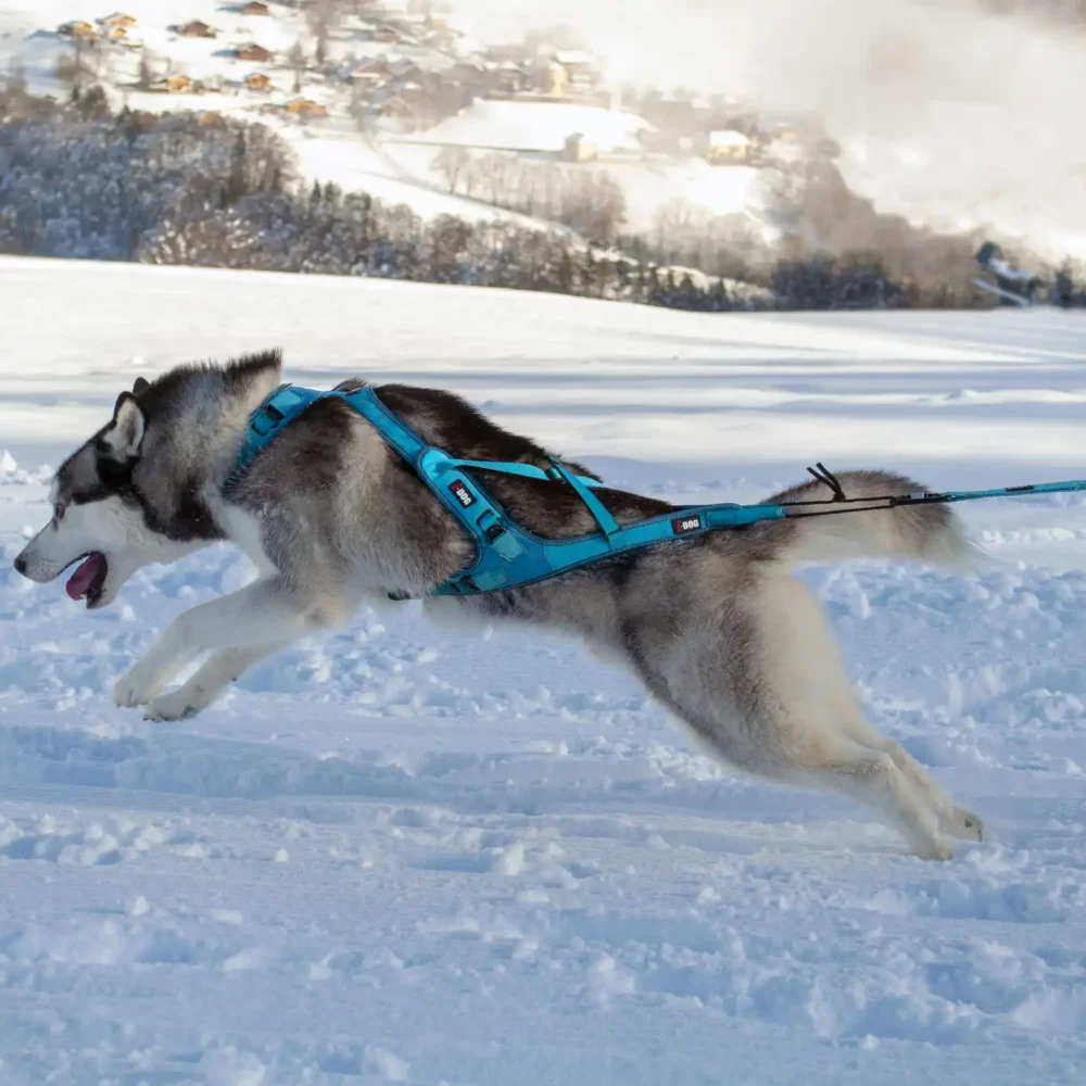 Harnais gamme ALM pour canicross