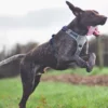Harnais STYLE I-DOG