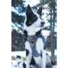 Harnais STYLE I-DOG