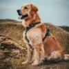 Harnais STYLE I-DOG