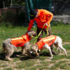 Gilet de protection Canihunt PROTECT DOG ARMOR V3